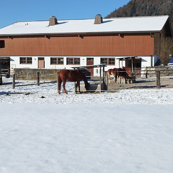 12 Pferde beim Seehof