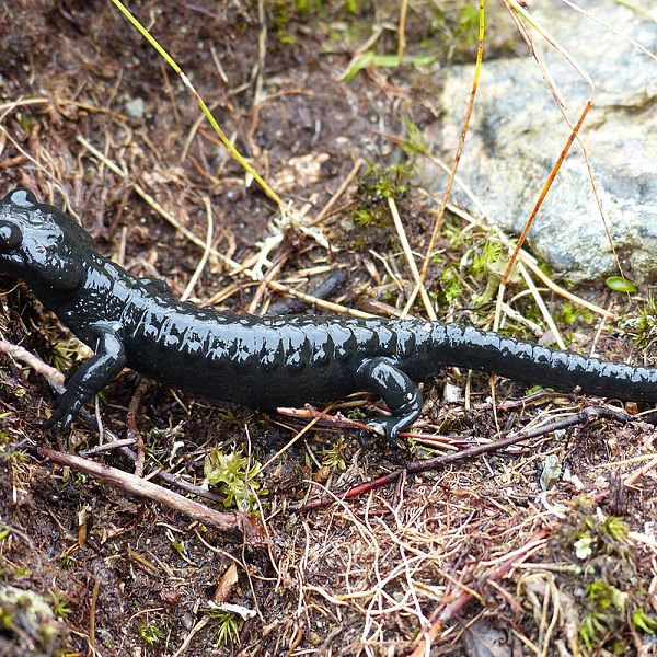 Alpensalamander (Salamandra atra)