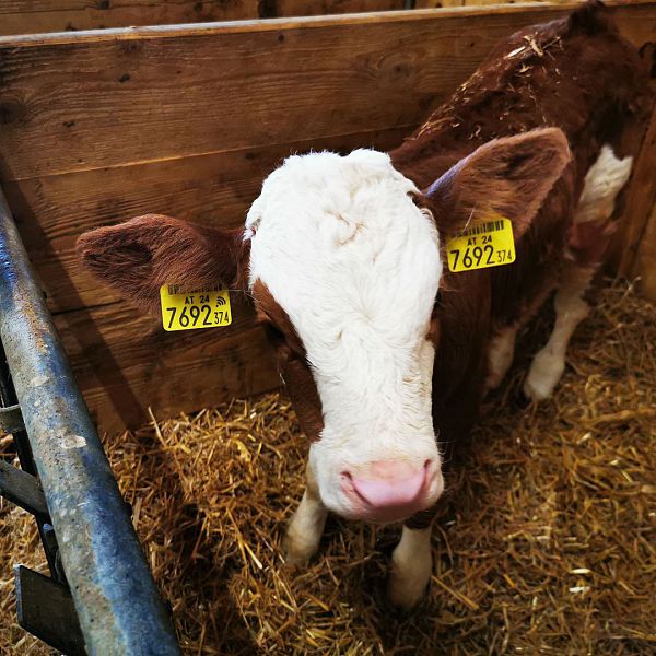 bauernhof-blog-1