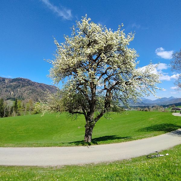 birnbaum-bichlach