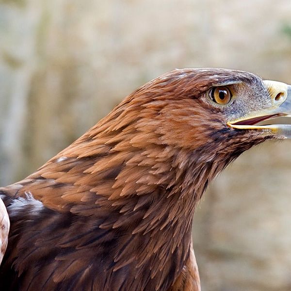 Steinadler (Aquila chrysaetos)