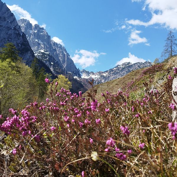 heidekraut-und-wilder-kaiser