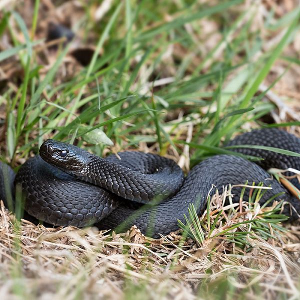 Kreuzotter (Vipera berus)