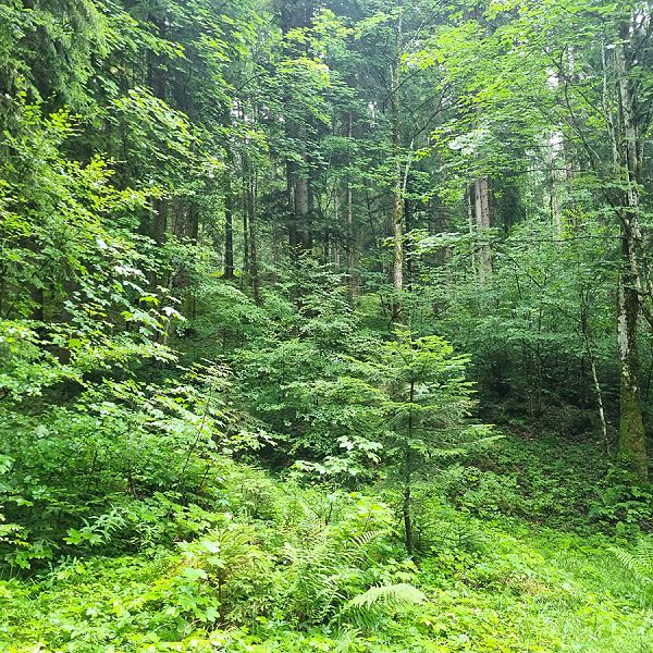 kaiserwinkl-corinnaellmer-bienenwanderung-21