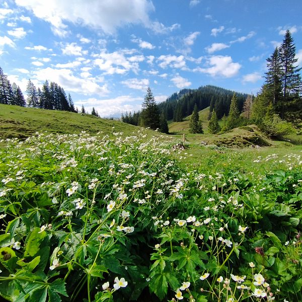 kaiserwinkl-magazin-fruhlingsblumen