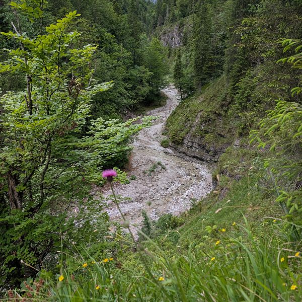 kaiserwinkl-magazin-griessbachrunde-panoramaschlucht-mit-blume
