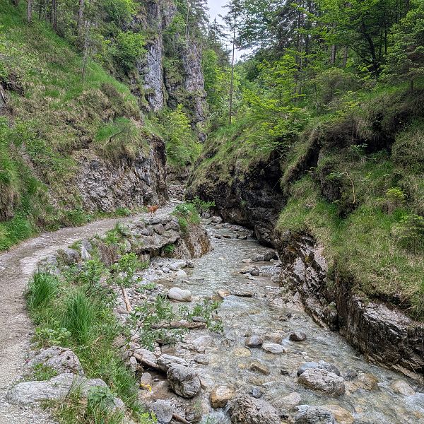kaiserwinkl-magazin-griessbachrunde-schluchtweg-mit-fluss