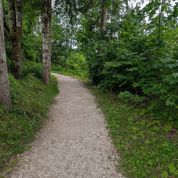 kaiserwinkl-magazin-griessbachrunde-waldweg