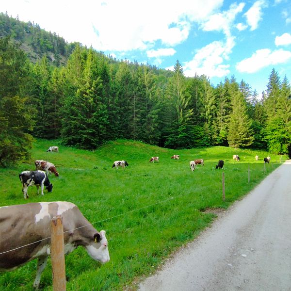 kaiserwinkl-magazin-kuhe-neben-dem-weg1