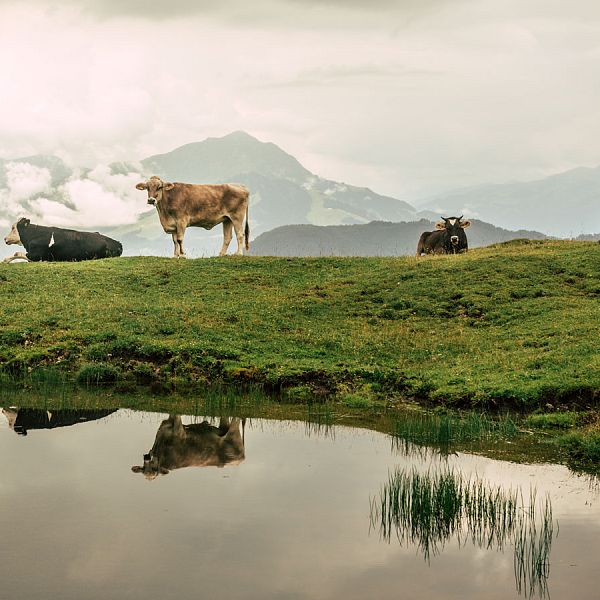 kaw-heumilchregion-kuehe