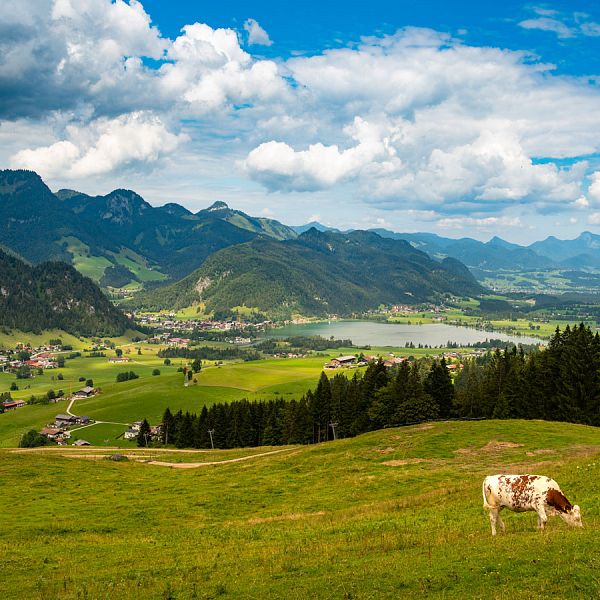 kaw-heumilchregion-landschaft-mit-kuh