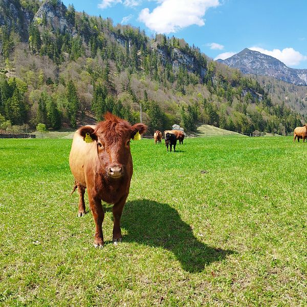 neugierige-rinder