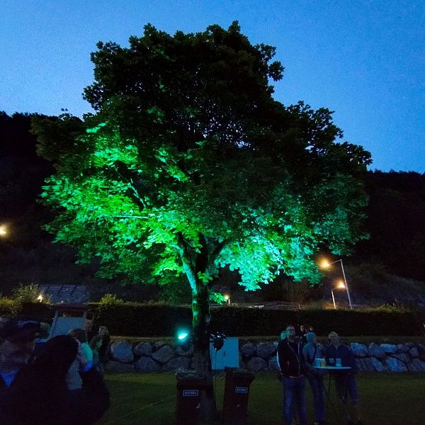 Sommernachtstraum-Beleuchteter-Baum