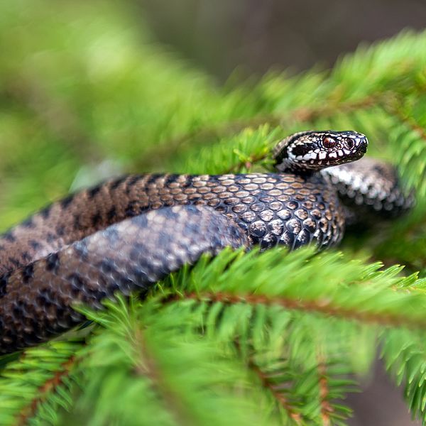Kreuzotter (Vipera berus)