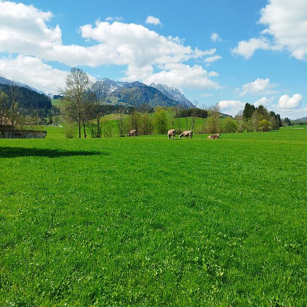 weide-bichlach
