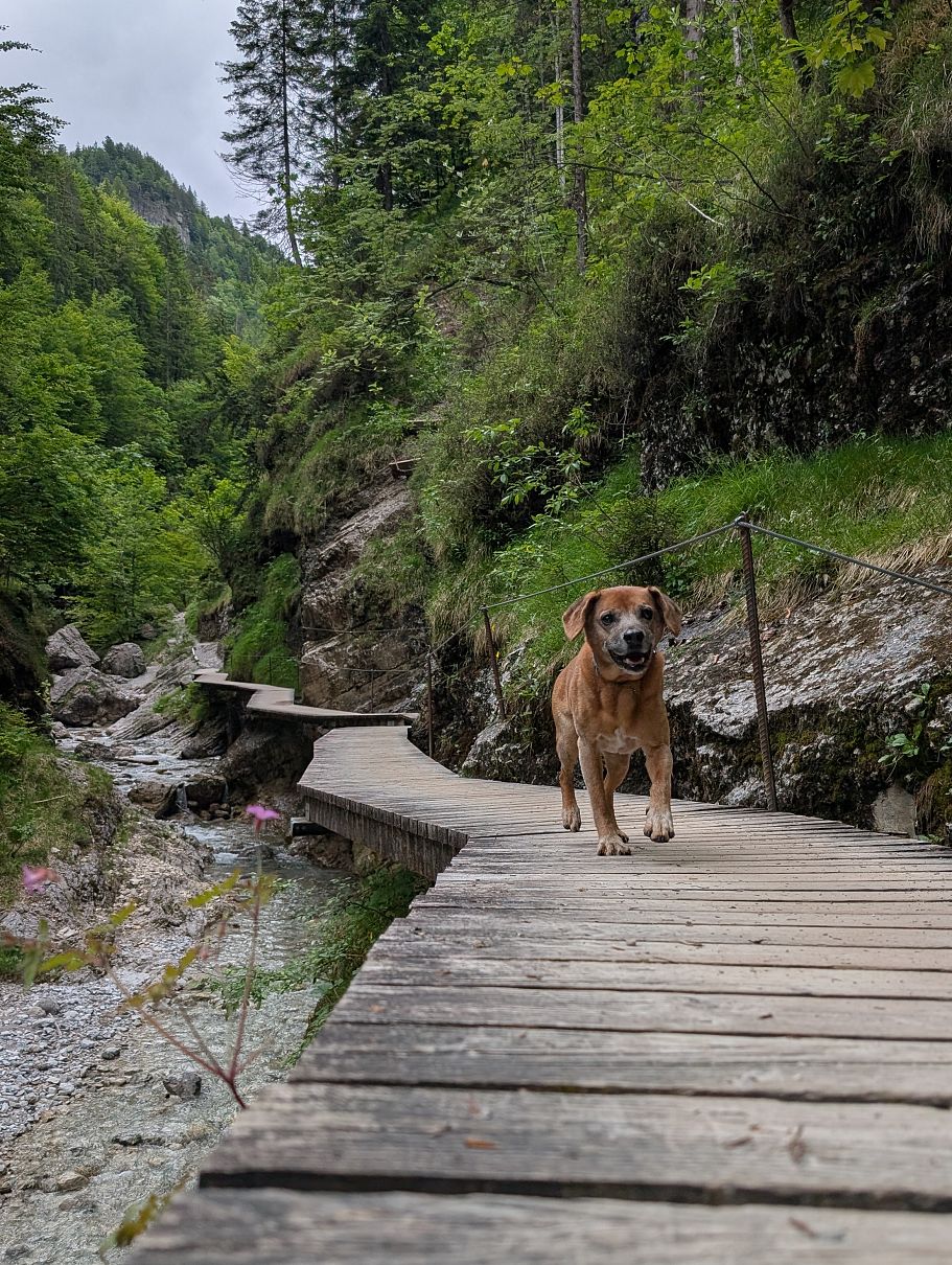 kaiserwinkl_magazin_grießbachrunde_hund_auf_steg