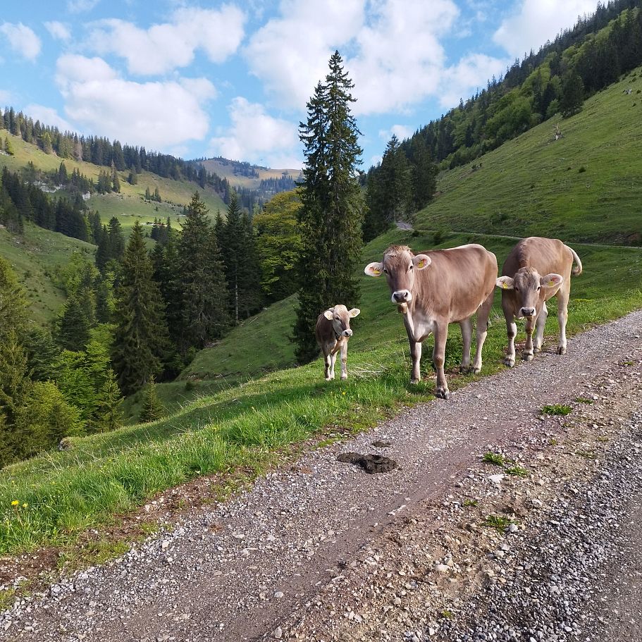 Kühe neben dem Weg