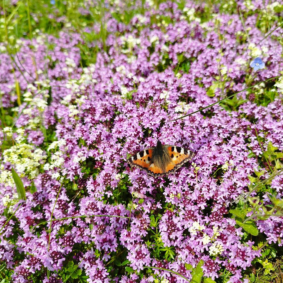 kaiserwinkl_magazin_mbt_tour_flora_und_fauna_2