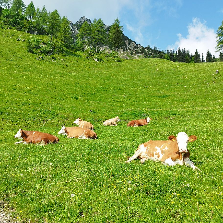 kaiserwinkl_magazin_mbt_tour_kühe_auf_der_hageralm