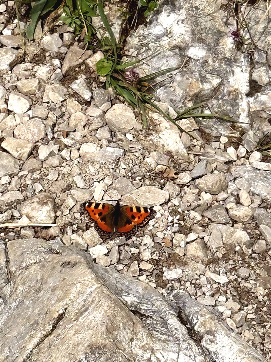 kaiserwinkl_magazin_zweitageswanderung_stripsenjoch_schmetterling