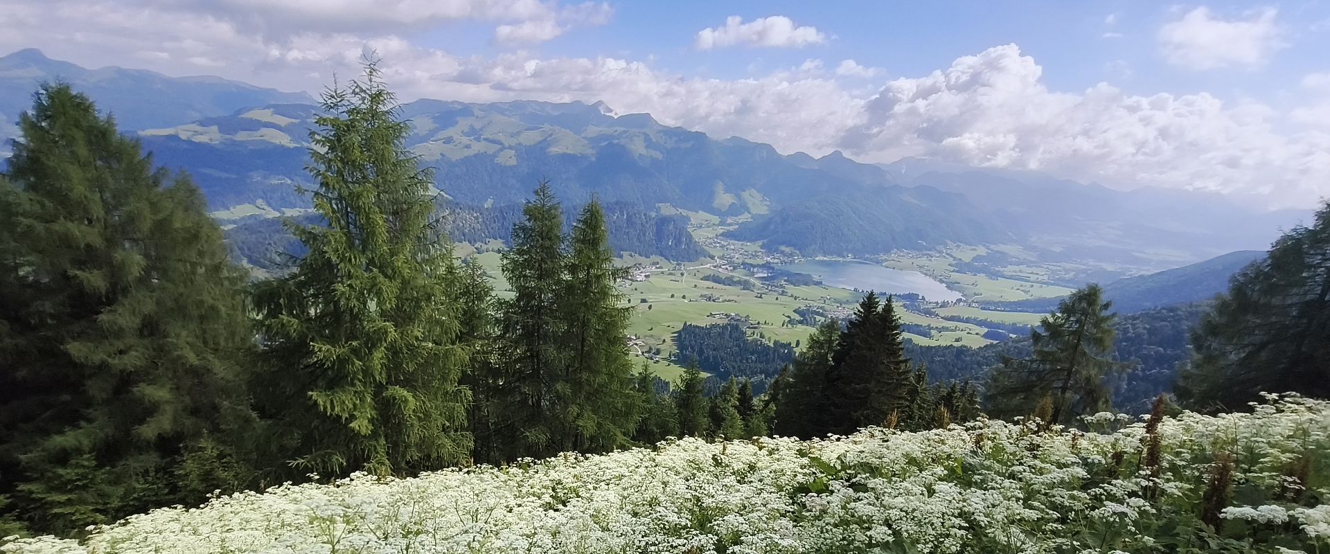 Blumenwiese bei Jovenalm
