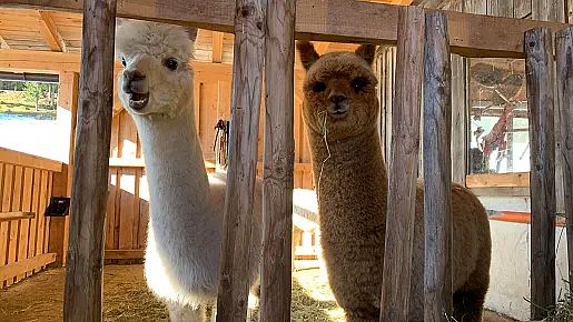 Zu Besuch bei den Lamas und Alpakas am Jodlerhof