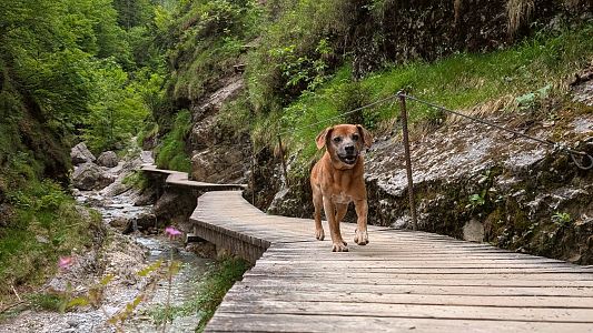 Über Fels, Fluss &amp; Hängebrücke - Große Griesbachrunde