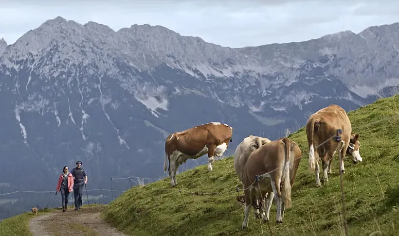Eine Alm ist kein Streichelzoo - Thema: Lebensraum Alm